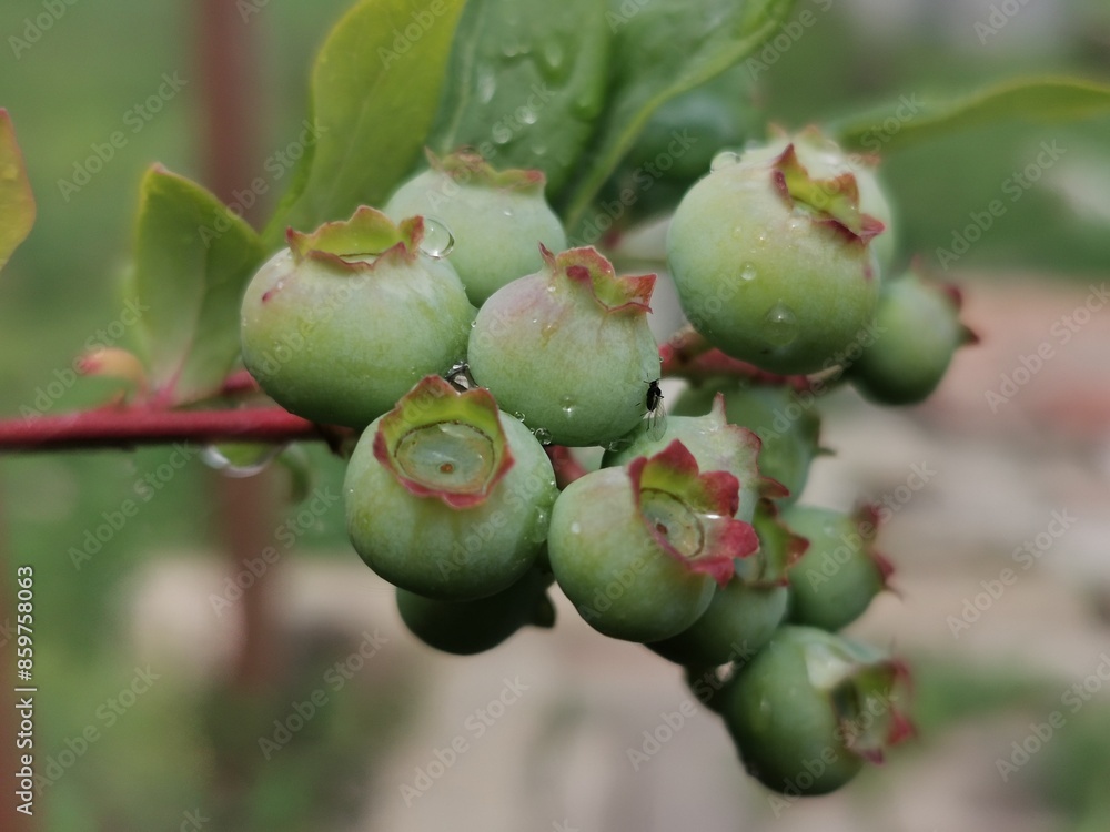 Unripe blueberry berries growing on bush. Bunch of unripe blueberries on a vine. Blueberries (Vaccinium uliginosum) Unripe blueberry berries growing on bush. Bunch of unripe blueberries on a vine. Blueberries (Vaccinium uliginosum)
