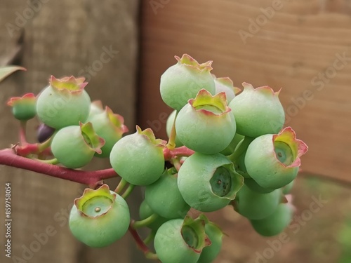 Unripe blueberry berries growing on bush. Bunch of unripe blueberries on a vine. Blueberries (Vaccinium uliginosum) photo