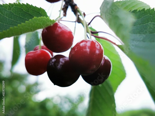 Sweet cherries. Ripe sweet cherry on the branch after rain 