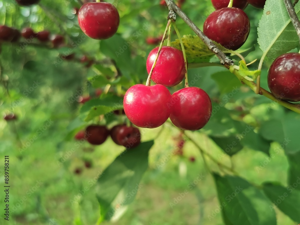 Ripe cherries hanging on a cherry tree branch Ripe cherries hanging on a cherry tree branch