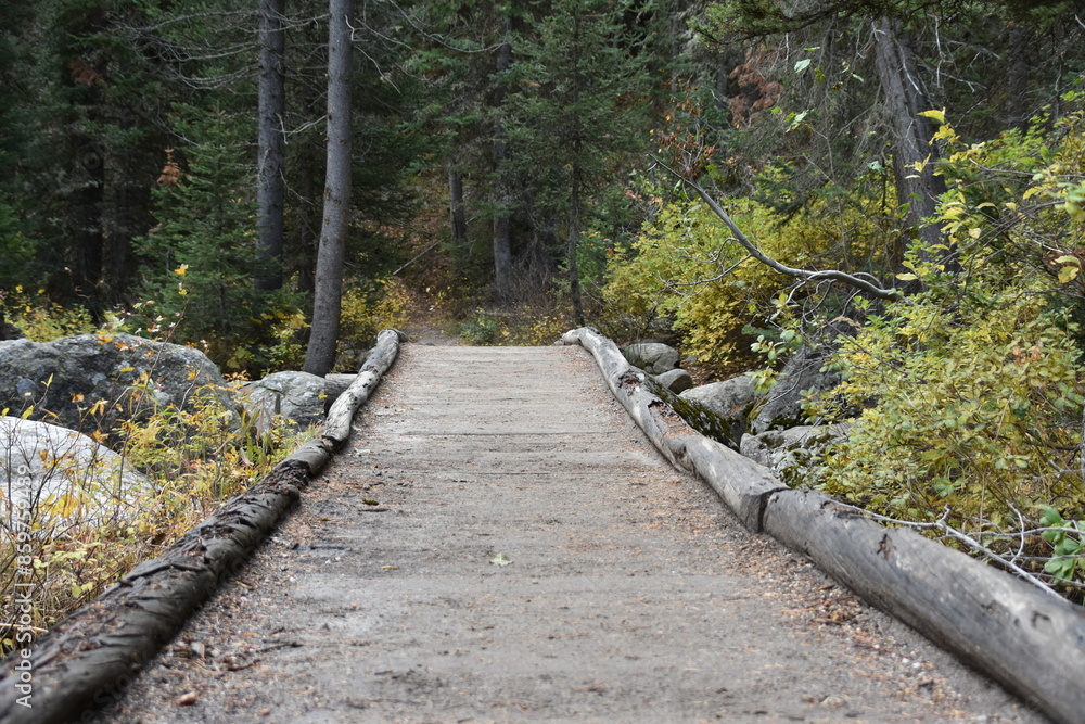 Obraz premium Bridge to the Forest