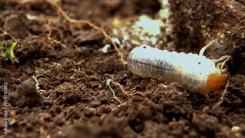 Insects Lepidiota stigma beetle larvae or Uret fight with ant colonies. Root-eating plant pests photo