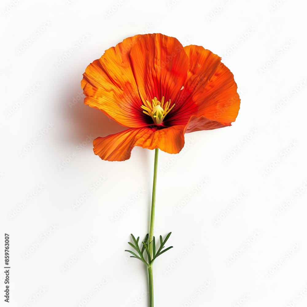 Red California Poppy Isolated on White Background. Beautiful California Poppy Flower Red California Poppy Isolated on White Background. Beautiful California Poppy Flower