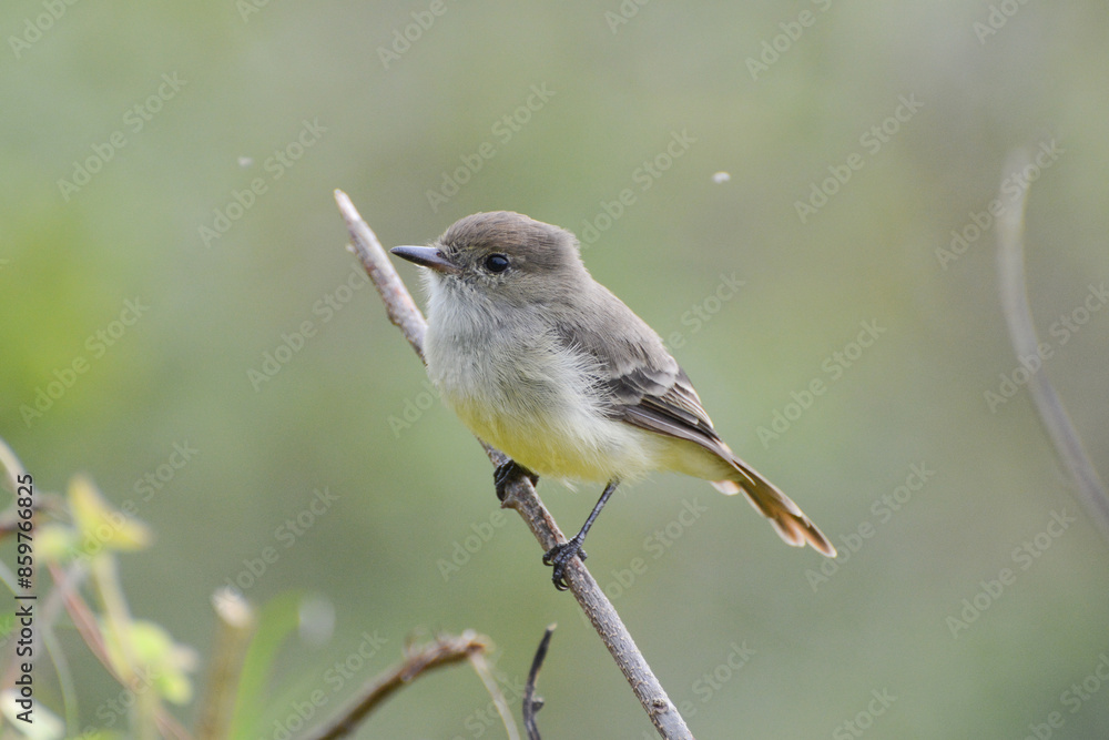 Obraz premium Galapagos Flycatcher (Myiarchus magnirostris) or Large-billed Flycatcher, a Galapagos Islands endemic bird, perches on a twig. These small songbirds live only in Ecuador's Galapagos Islands.