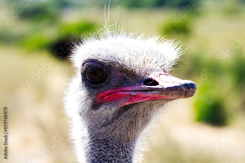 Tight Shot Of Ostrich Head Outdoors With Beak Closed