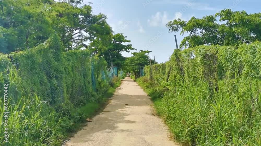 Natural tropical way walking path jungle nature palm trees Mexico. Natural tropical way walking path jungle nature palm trees Mexico.