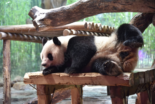 Panda bear resting in hot day, ZOO in Panyu district, Guangzhou city, China. photo