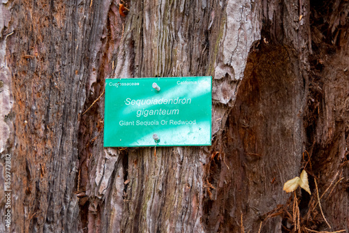 Giant Sequoia Tree ID Tag