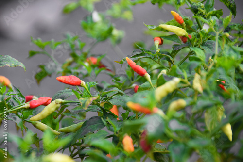 Red and green chilli on a tree, green chilis grows in the garden. Focus selected