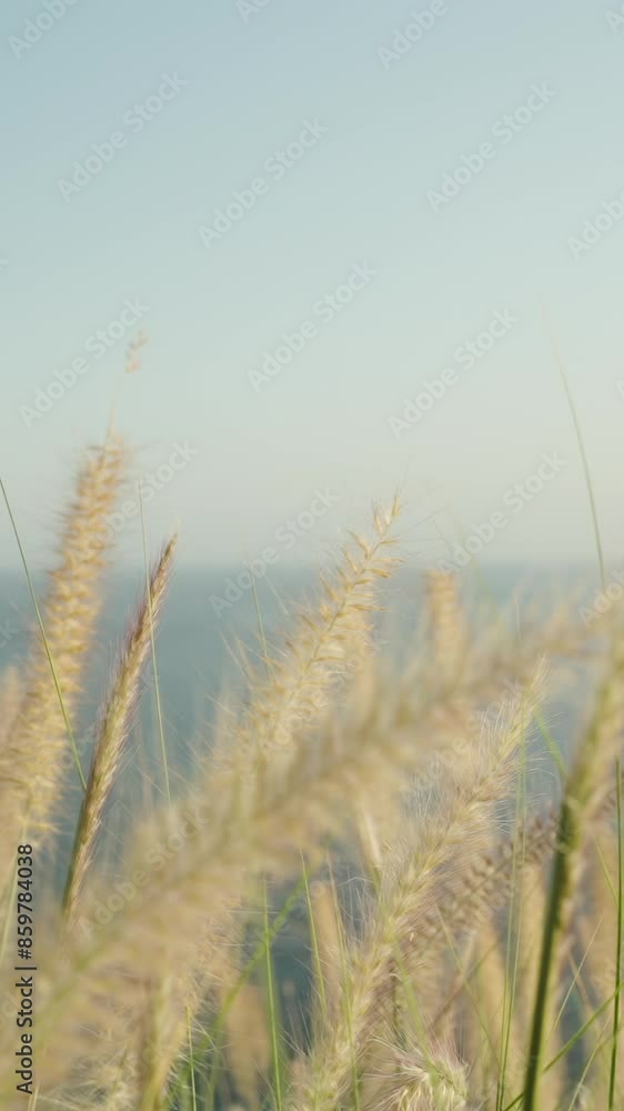 Vertical video. Dry Grass and Spikes Swaying in the Wind High in the Mountains Against the Sea. Tranquility and Harmony with Nature. Vertical video. Dry Grass and Spikes Swaying in the Wind High in the Mountains Against the Sea. Tranquility and Harmony with Nature.