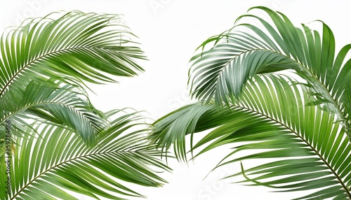 lush green curved palm leaves on transparent background overlay