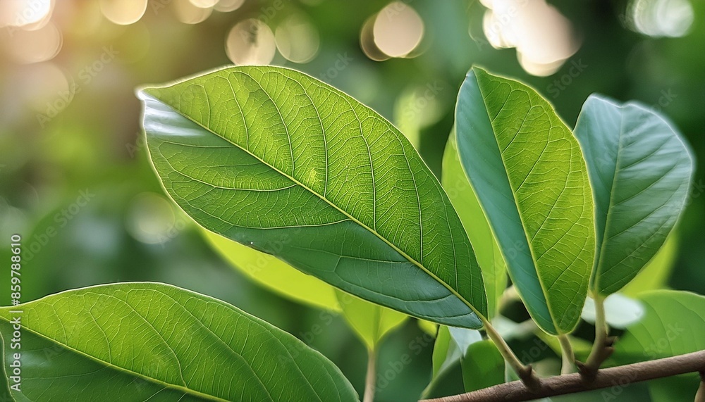 Vivid Where Can I Find Soursop Leaves Moment in HD Vivid Where Can I Find Soursop Leaves Moment in HD