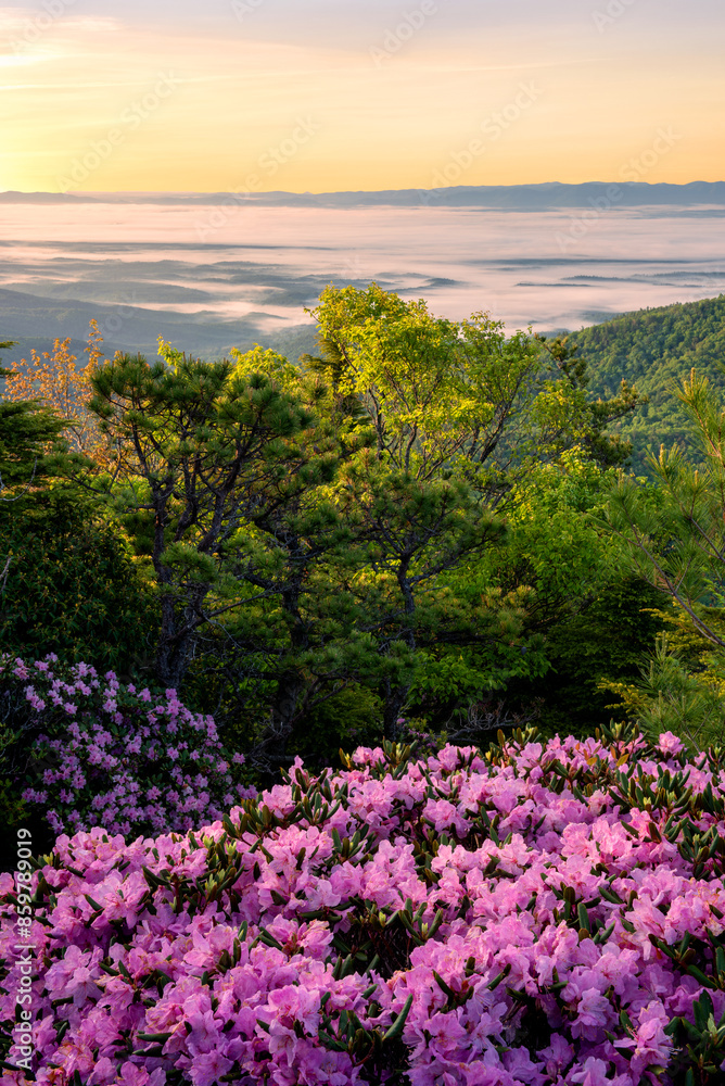 Scenic summer sunrise, pink shell azalea, north carolina Scenic summer sunrise, pink shell azalea, north carolina