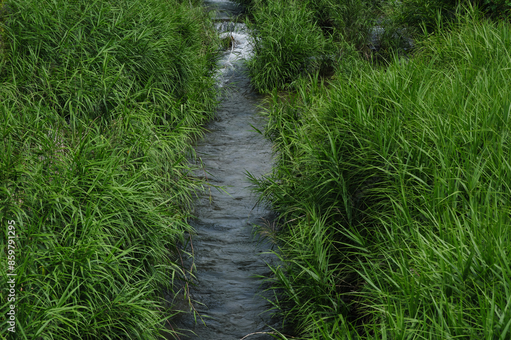 草の中を通る小さな川 草の中を通る小さな川