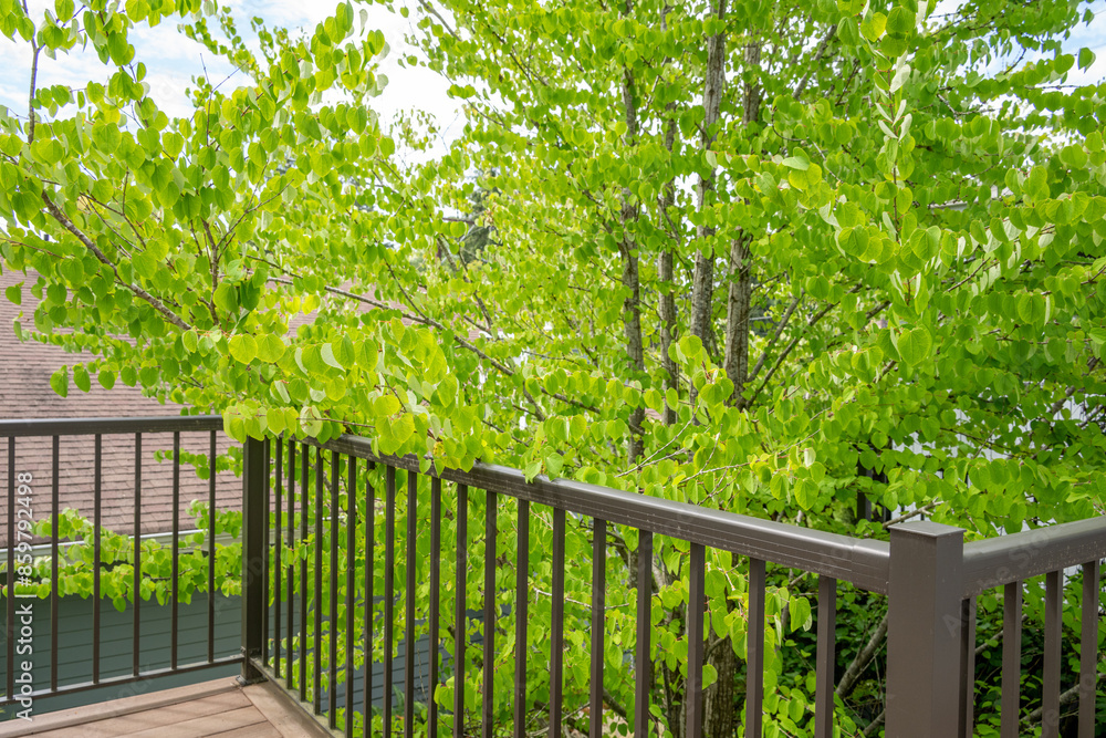 Bright green leaves on a Katsura tree glowing and backlit by the sun
Bright green leaves on a Katsura tree glowing and backlit by the sun
