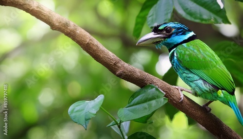 colorful tropical blue throated barbet bird perched on branches against backdrop of green foliage in natural environment biodiversity and conservation of wildlife psilopogon asiaticus photo