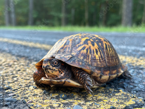 Close-up of the head and shell of an eastern box turtle (Terrapene carolina) trying to cross a back-country road in the mountains of South Carolina. 