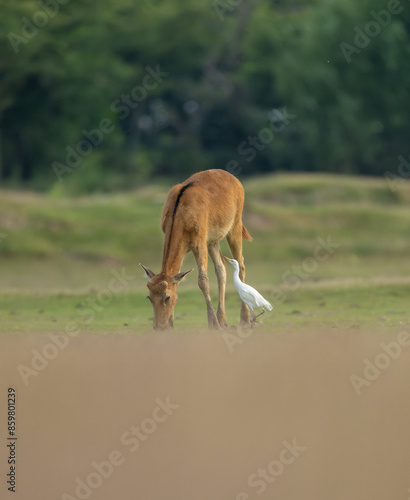 An elk and an egret.