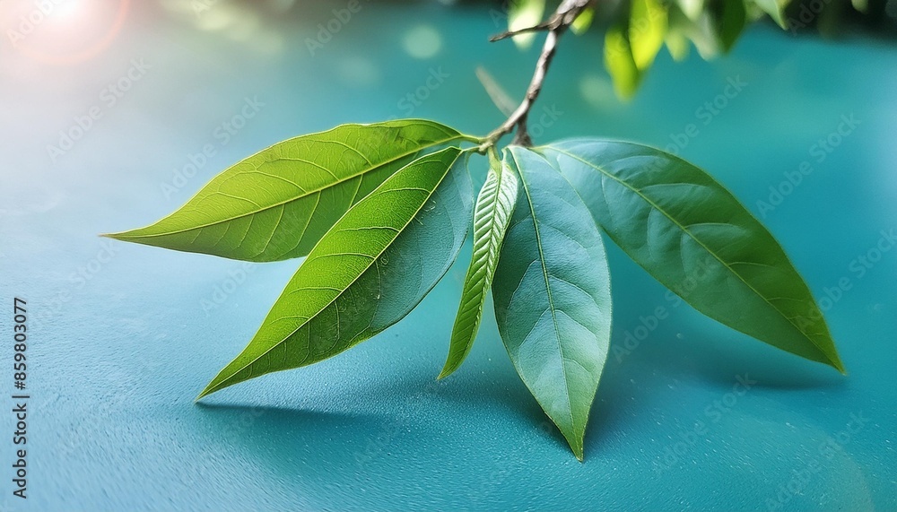 Vivid Where Can I Find Soursop Leaves Landscape Art Vivid Where Can I Find Soursop Leaves Landscape Art