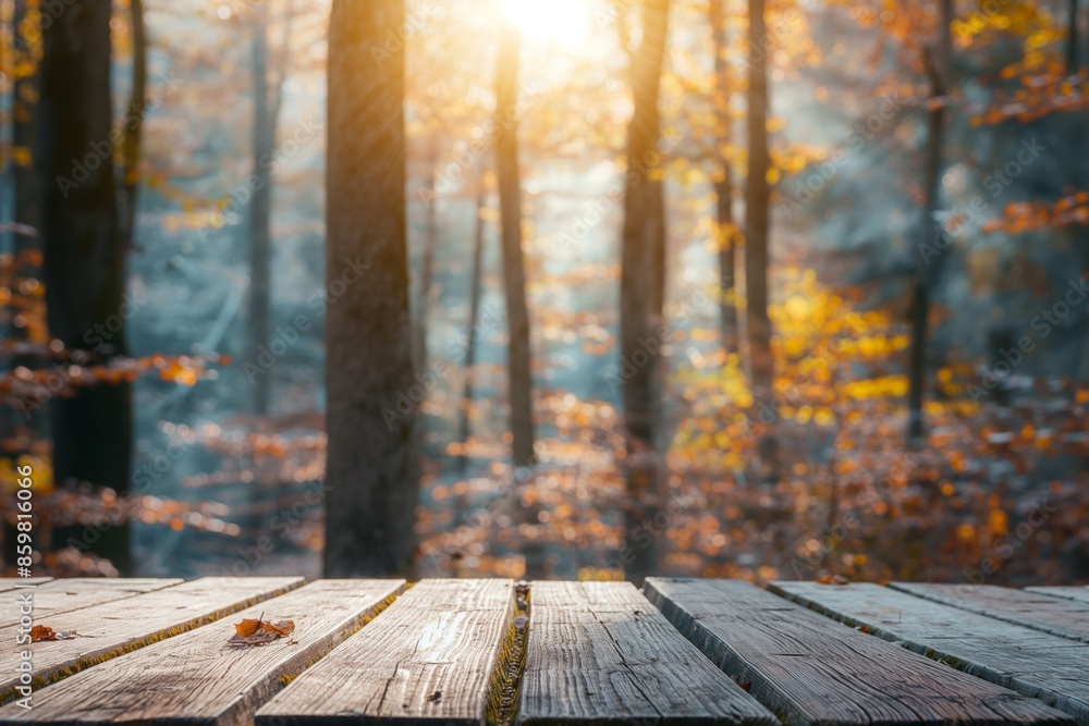 Sunlit forest with autumn foliage and wooden boards, autumn scenery concept Sunlit forest with autumn foliage and wooden boards, autumn scenery concept