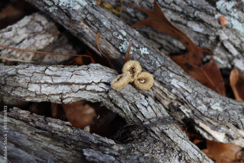 Fototapeta premium A close-up view of small fungi sprouting from the bark of a fallen tree. The fungi have a fuzzy, brown appearance and are nestled among the textured, cracked surface of the tree bark.