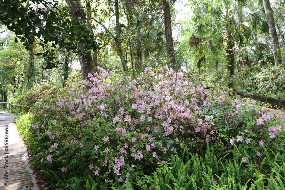 A serene forest path is adorned with blooming pink azaleas, creating a picturesque scene. The lush greenery and vibrant flowers provide a refreshing escape into nature, perfect for a peaceful walk. A serene forest path is adorned with blooming pink azaleas, creating a picturesque scene. The lush greenery and vibrant flowers provide a refreshing escape into nature, perfect for a peaceful walk.