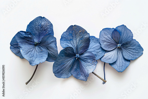 three blue flowers on a white surface