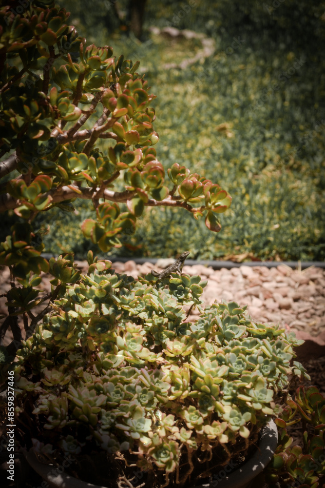 A close-up of a potted succulent plant with thick, fleshy leaves for landscaping or as an aesthetic element in garden design. A close-up of a potted succulent plant with thick, fleshy leaves for landscaping or as an aesthetic element in garden design.