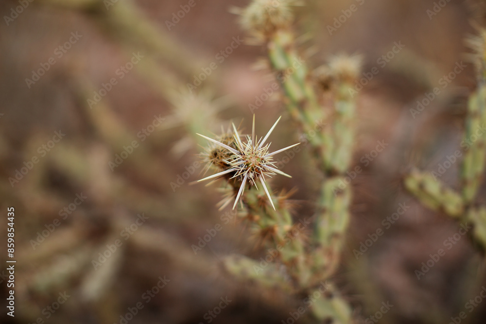 Close up detail of a Cholla cactus Close up detail of a Cholla cactus
