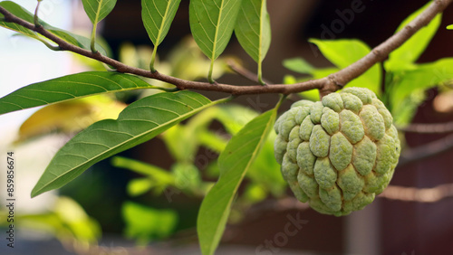 Sugar apple or sweetsop growing on tree in the garden.