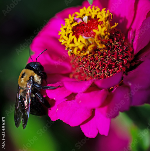 Eastern carpenter bee on a Zinnia flower in garden