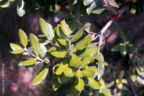 Pittosporum undulatum, cheesewood leaves photo