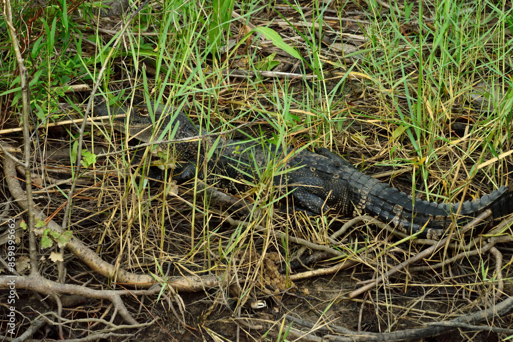 Fototapeta premium Alligator Lurking in Bayfront Park, Daphne AL