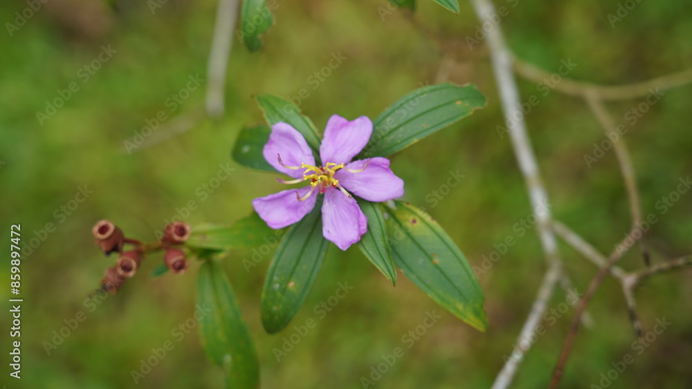 The Melastoma genus is a diverse group of flowering plants within the Melastomataceae family. |野牡丹 The Melastoma genus is a diverse group of flowering plants within the Melastomataceae family. |野牡丹