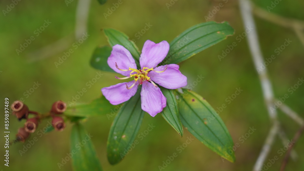 The Melastoma genus is a diverse group of flowering plants within the Melastomataceae family. |野牡丹 The Melastoma genus is a diverse group of flowering plants within the Melastomataceae family. |野牡丹