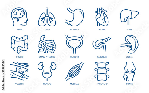 Human Organs Vector Icons Set. Detailed Anatomy Illustrations of Brain, Lungs, Heart, Liver, Stomach, Intestines, and More. Editable Linear Collection.
