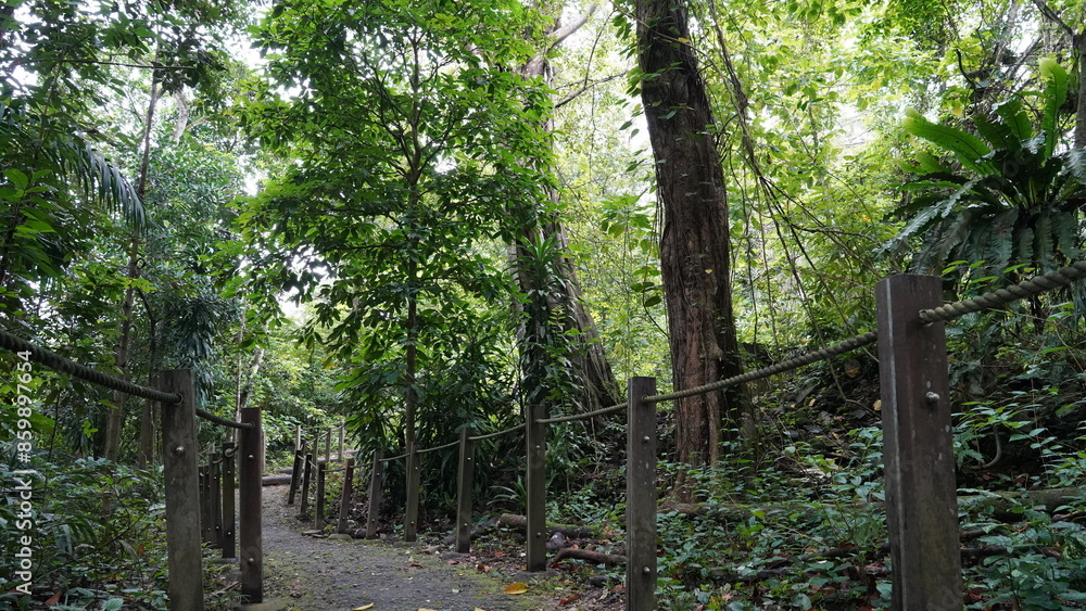 Obraz premium Thomson Nature Park is a hidden gem in Singapore, known for its rich biodiversity, historic ruins, and peaceful trails. Located between Old Upper Thomson Road and Upper Thomson Road 