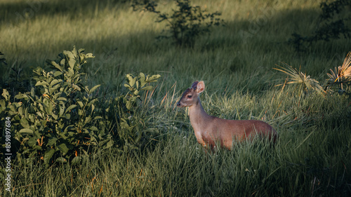 Pantanal photo