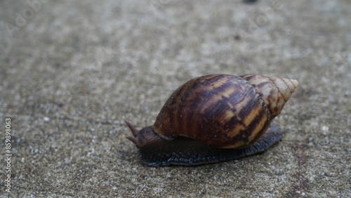 The Giant African Snail (Achatina fulica) is one of the largest land snails in the world, known for its impressive size and distinctive coiled shell. 