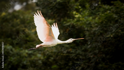 Spoonbill