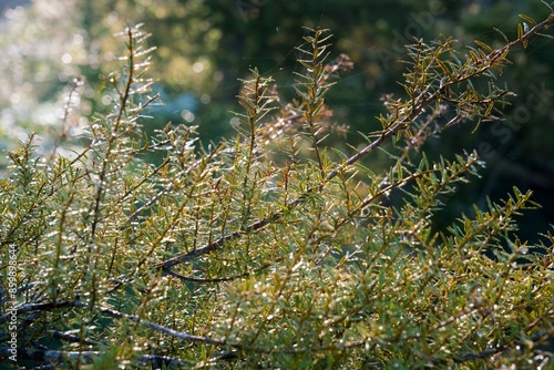 Foliage on a young Agathis australis, kauri tree photo