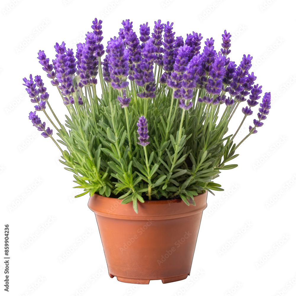 Naklejka premium Lavandula hidcote isolated on transparent background