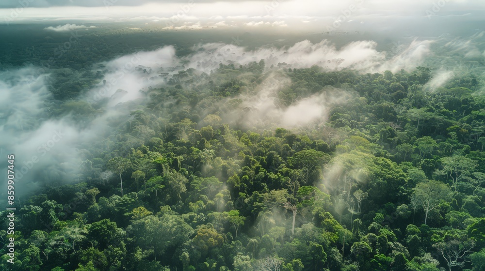 Forests are vital carbon sinks, absorbing CO2 and producing oxygen, playing a crucial role in combating climate change and supporting life on Earth. Forests are vital carbon sinks, absorbing CO2 and producing oxygen, playing a crucial role in combating climate change and supporting life on Earth.
