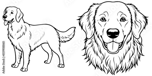 Golden Retriever pet portrait full body line stencil art vector illustration isolated on transparent background