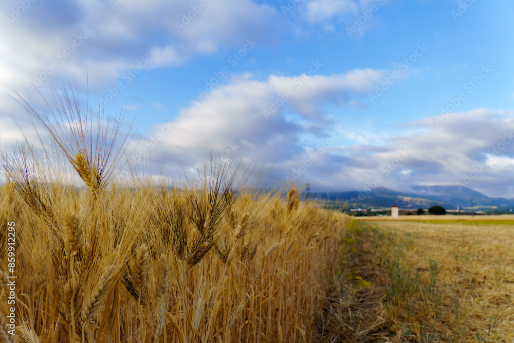 Fototapeta premium agricultural landscape ,wheat field with a cloudy sky in the background