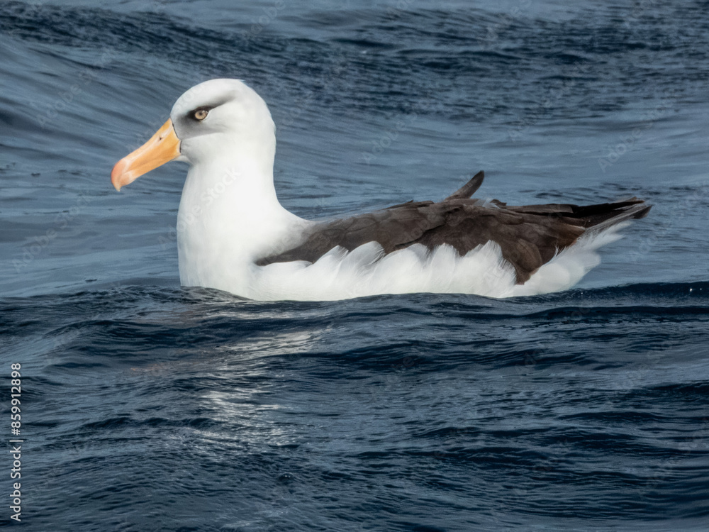 Campbell's Mollymawk Albatross in Australasian Waters Campbell's Mollymawk Albatross in Australasian Waters