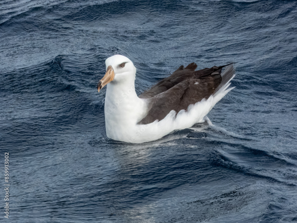 Campbell's Mollymawk Albatross in Australasian Waters Campbell's Mollymawk Albatross in Australasian Waters