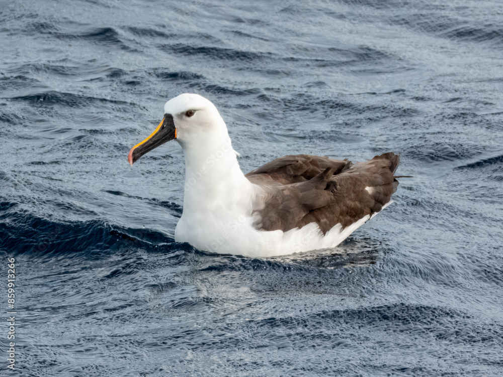 Indian Yellow-nosed Albatross in Australian Waters Indian Yellow-nosed Albatross in Australian Waters
