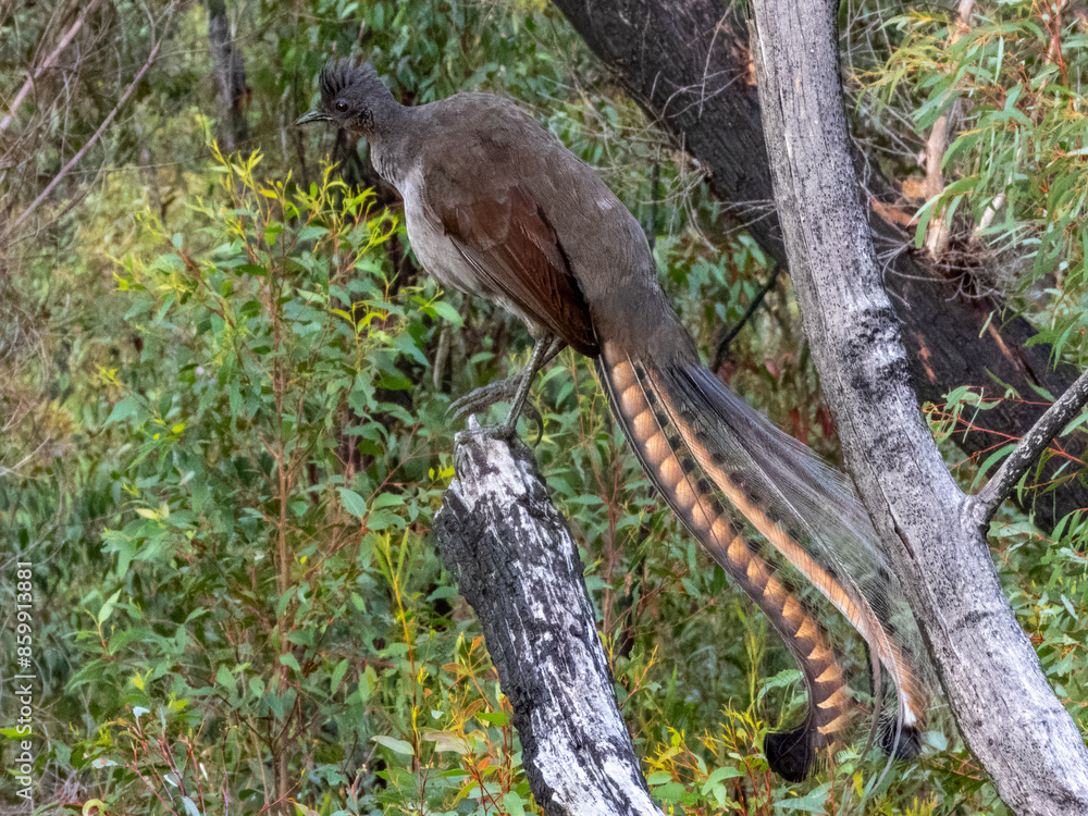 Superb Lyrebird in NSW Australia Superb Lyrebird in NSW Australia