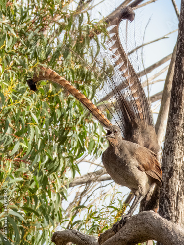 Superb Lyrebird in NSW Australia